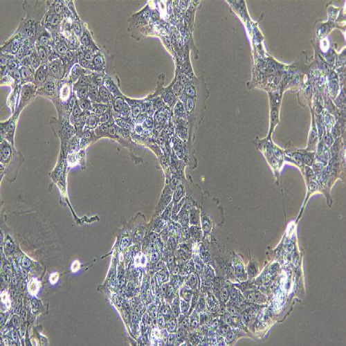 HCC827 人非小細(xì)胞肺癌細(xì)胞