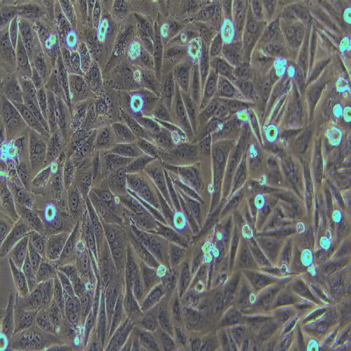 A2058 人黑色素瘤細(xì)胞