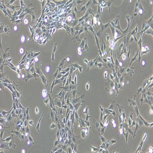 CTX 大鼠腦星形膠質(zhì)細胞