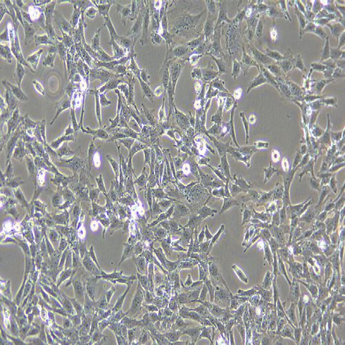 CTX 大鼠腦星形膠質(zhì)細胞