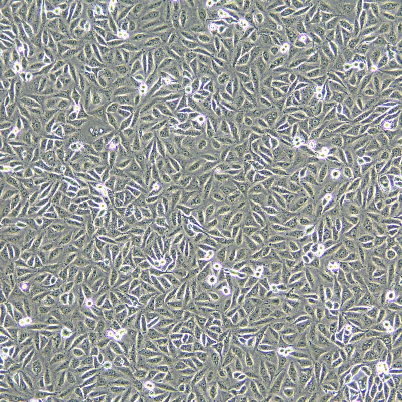 A549/DDP 人肺癌細(xì)胞（A549順鉑耐藥株）