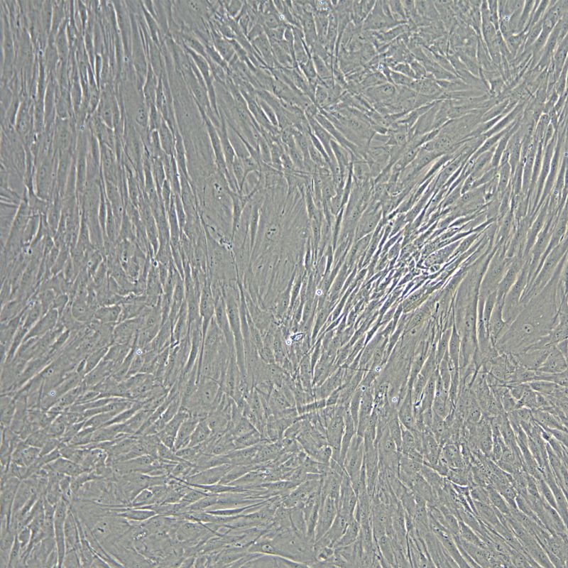 人真皮毛乳頭細(xì)胞永生化