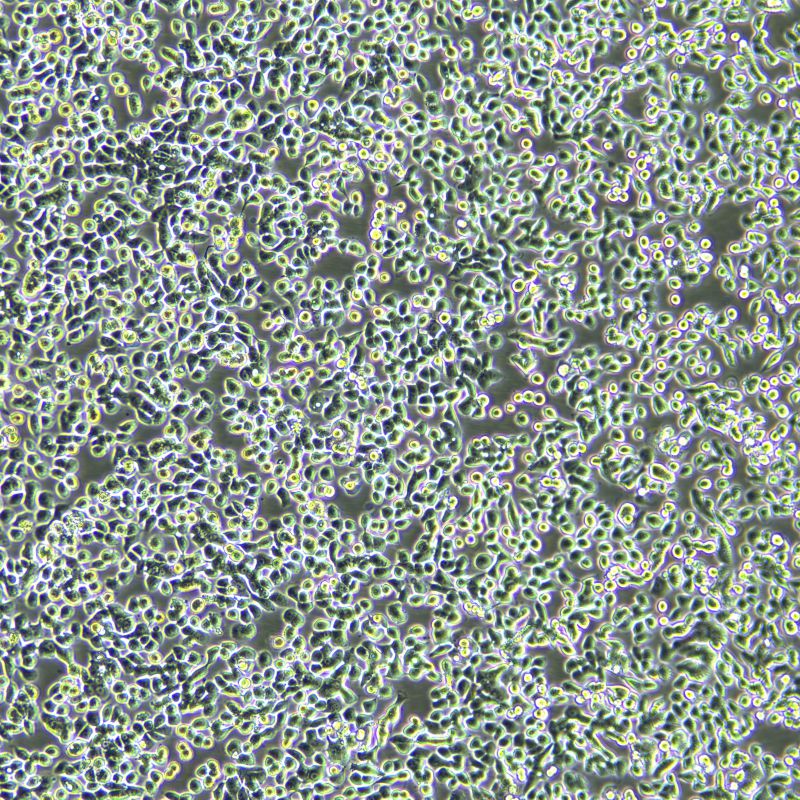 NCI-H2122人非小細(xì)胞肺癌細(xì)胞