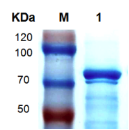 1657187733190053729.png 圖片.png