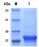 1657269208294089393.png 圖片.png